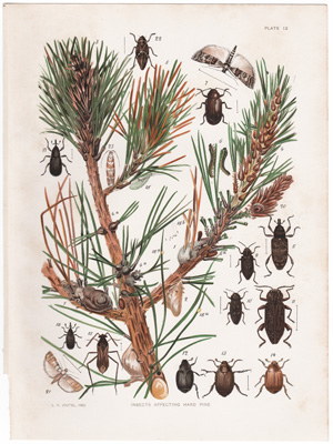 INSECTS AFFECTING HARD PINE